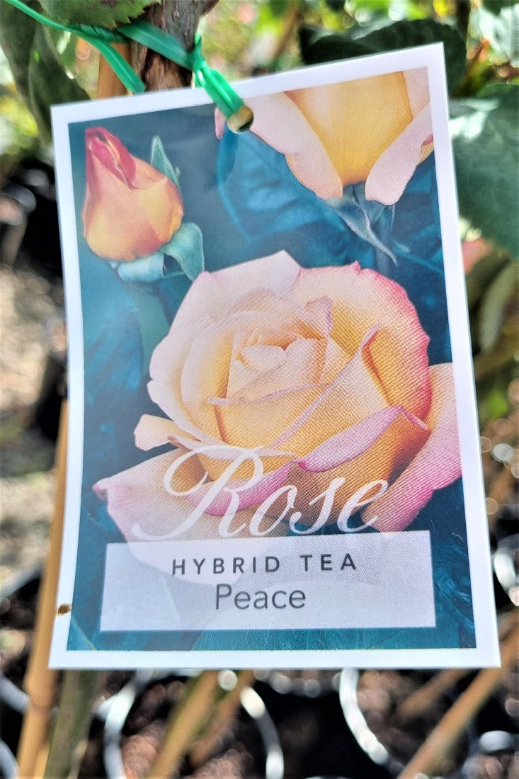 2022 3FT STANDARD ROSE PEACE HYBRID TEA