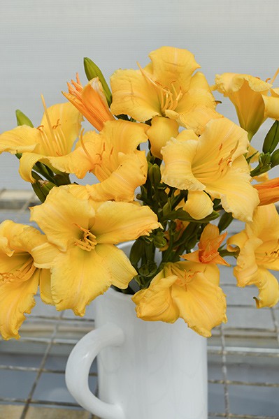 HEMEROCALLIS STELLA BELLA 140MM