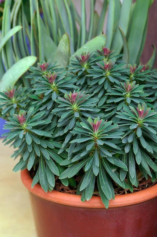 EUPHORBIA TINY TIM 140MM