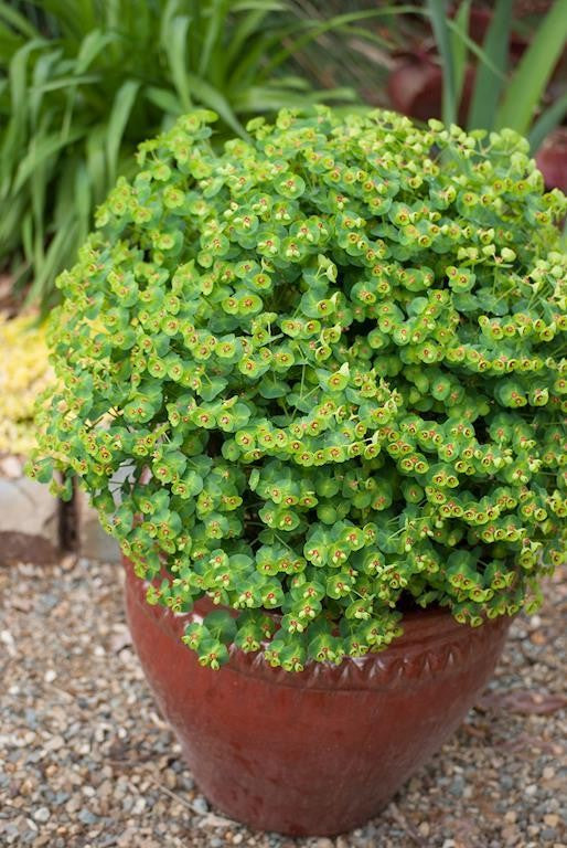 EUPHORBIA TINY TIM 140MM
