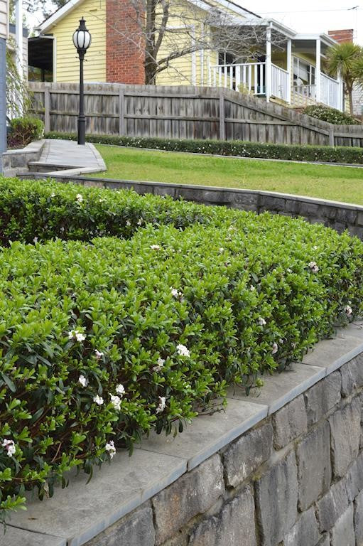 DAPHNE ETERNAL FRAGRANCE WHITE 140MM