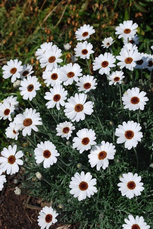 RHODANTHEMUM AFRICAN EYES 140MM