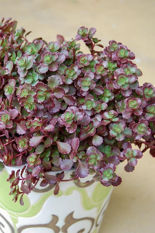 SEDUM CHOCOLATE BLOB 140MM