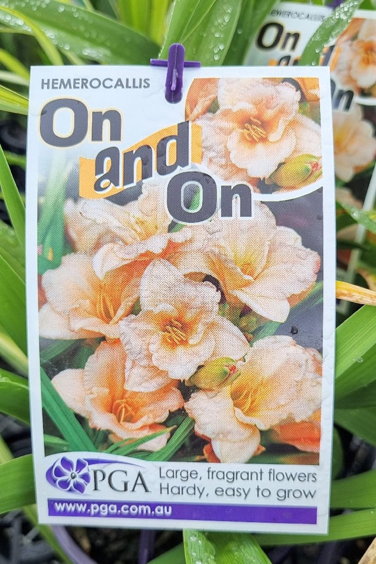 HEMEROCALLIS ON AND ON 140MM