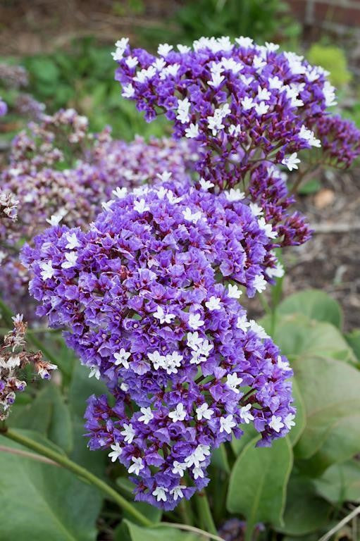 LIMONIUM PEREZII BLUE 140MM