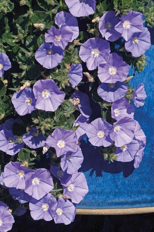 CONVOLVULUS MOROCCAN MOON 140MM