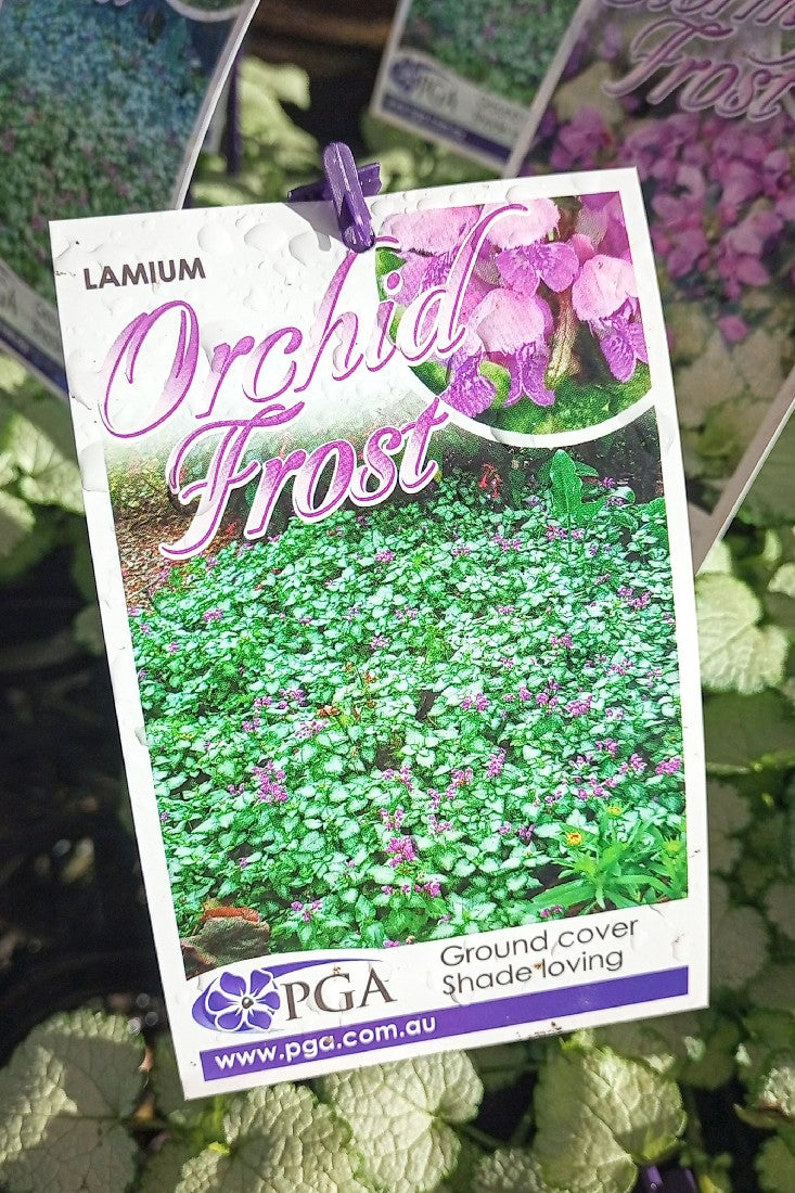 LAMIUM ORCHID FROST 140MM