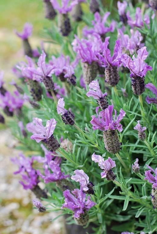 LAVANDULA WINTER LACE LAVENDER 140MM