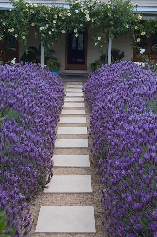 LAVANDULA VIOLET LACE LAVENDER 140MM