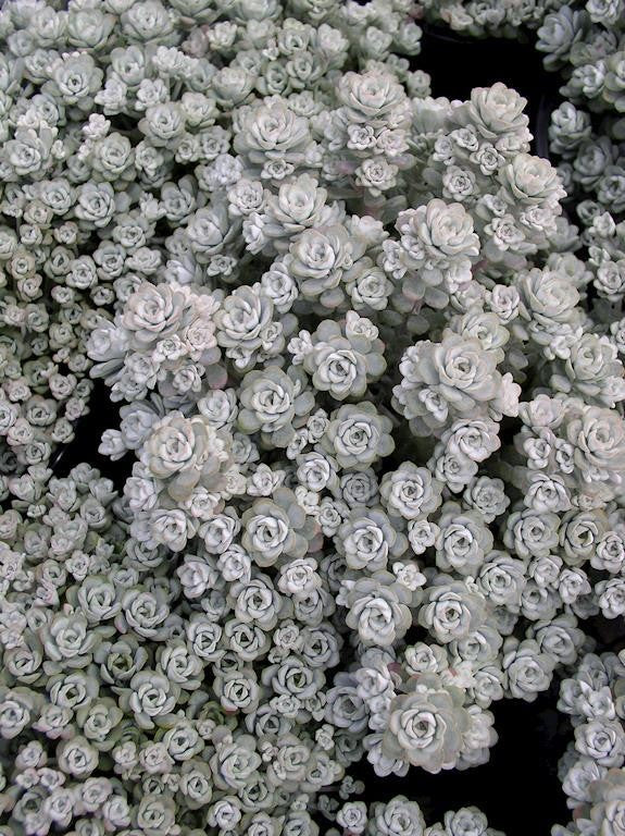 SEDUM SILVER BLOB 140MM