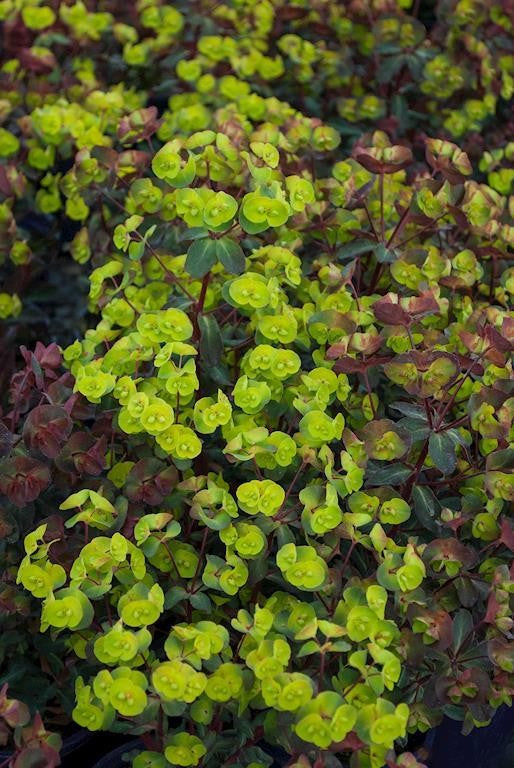EUPHORBIA CRAIGIEBURN 140MM