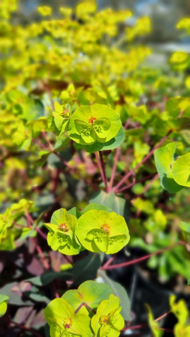 EUPHORBIA CRAIGIEBURN 140MM