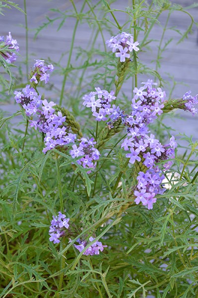 VERBENA FRAGRANT VERBENA 140MM