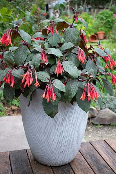 FUCHSIA CORALLE 140MM