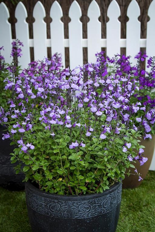 SALVIA SO COOL LILAC 140MM