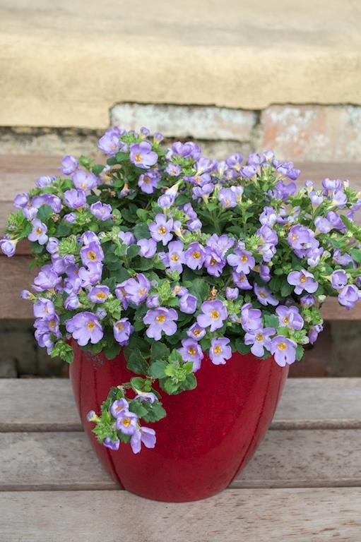 SUTERA FLOWERBURST BLUE 140MM