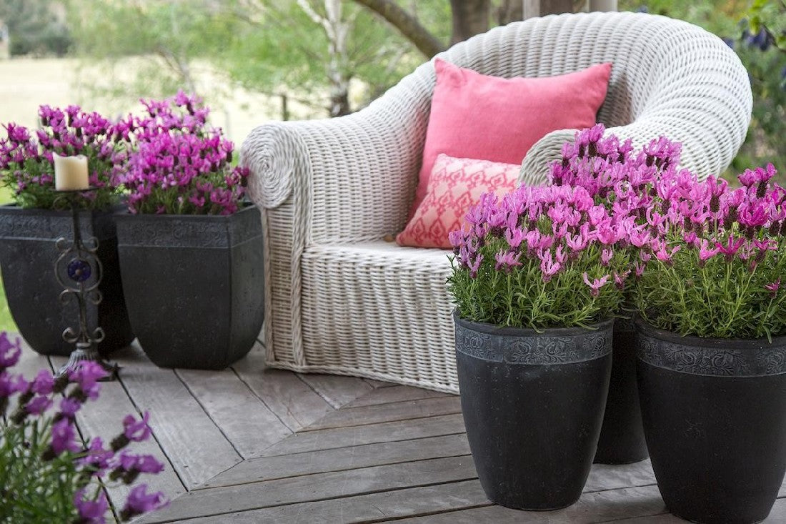 LAVANDULA FAIRY WINGS RADIANCE LAVENDER 140MM