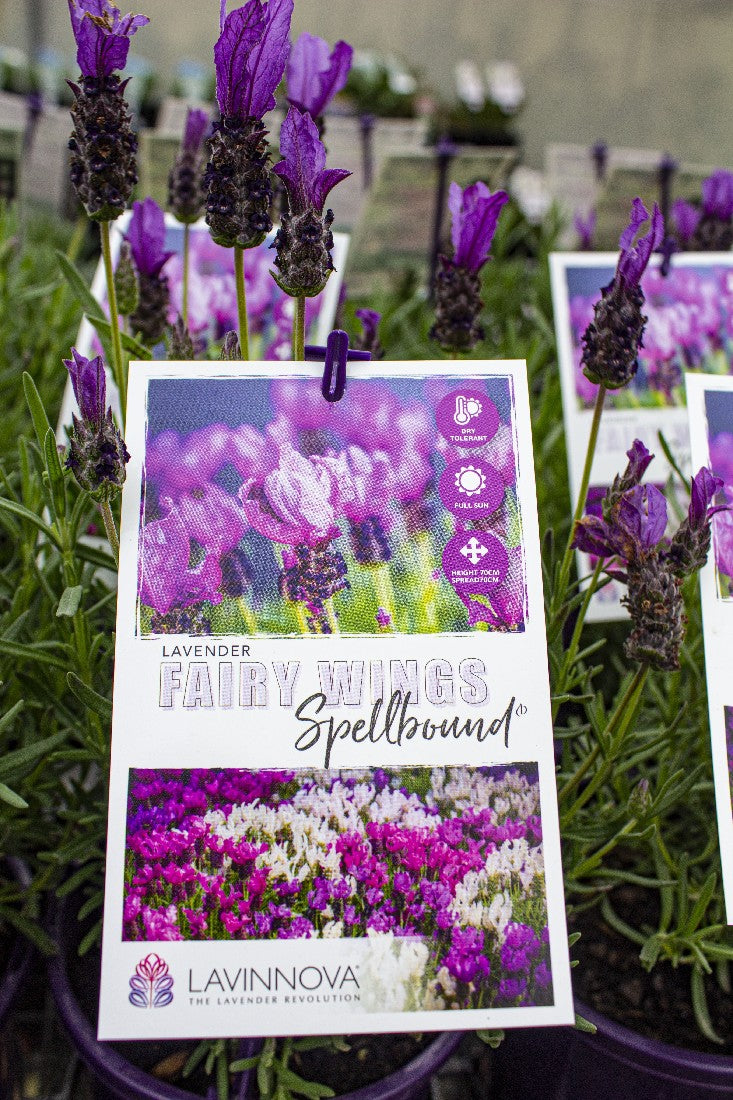 fairy wings lavender plant LAVANDULA FAIRY WINGS SPELLBOUND LAVENDER 140MM – Avalon Nursery