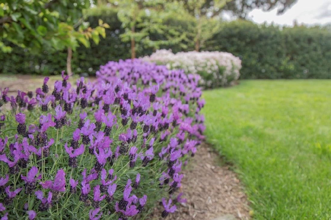 LAVANDULA FAIRY WINGS SPELLBOUND LAVENDER 140MM