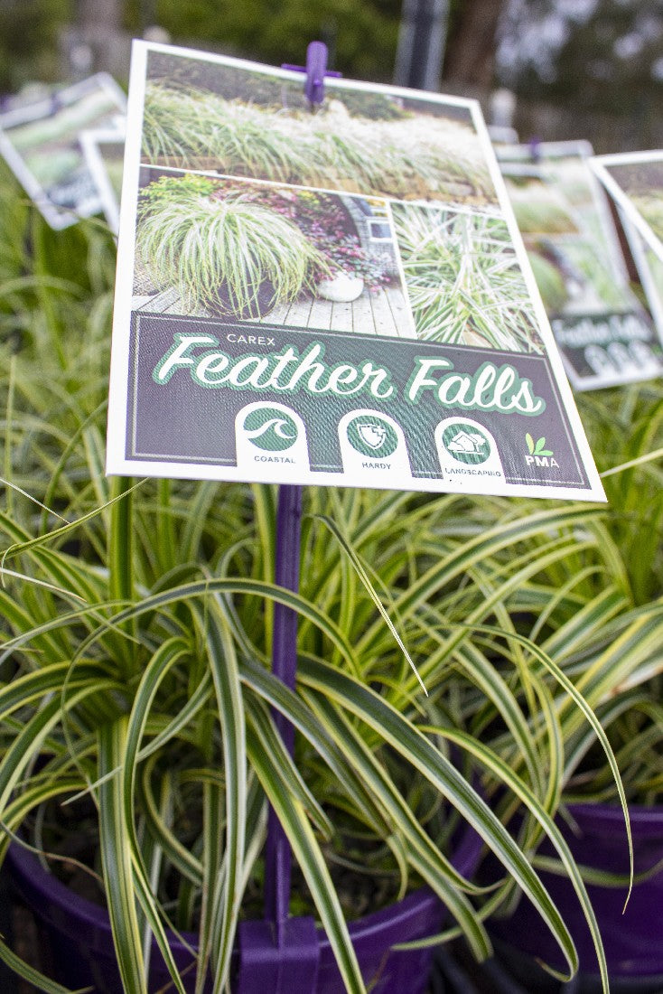 CAREX FEATHER FALLS 140MM