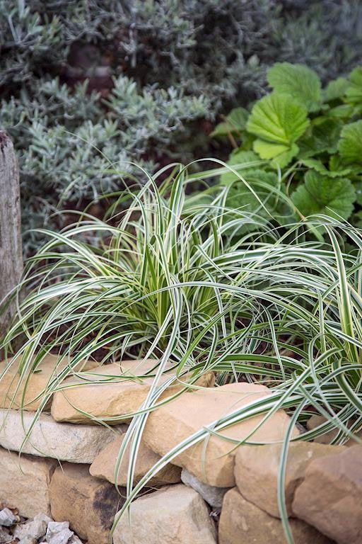 CAREX FEATHER FALLS 140MM