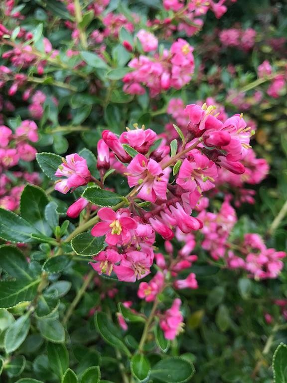 ESCALLONIA HEDGE WITH AN EDGE APPLEBLOSSOM 140MM