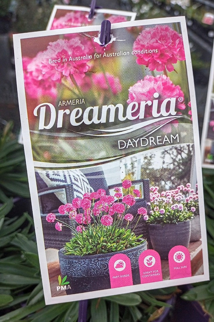 ARMERIA DREAMERIA DAYDREAM 140MM