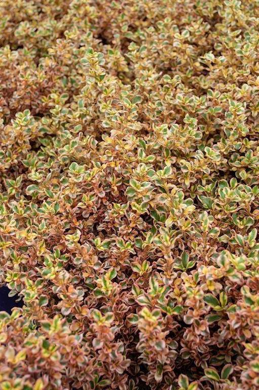 COPROSMA RAINBOW CONNECTION 140MM
