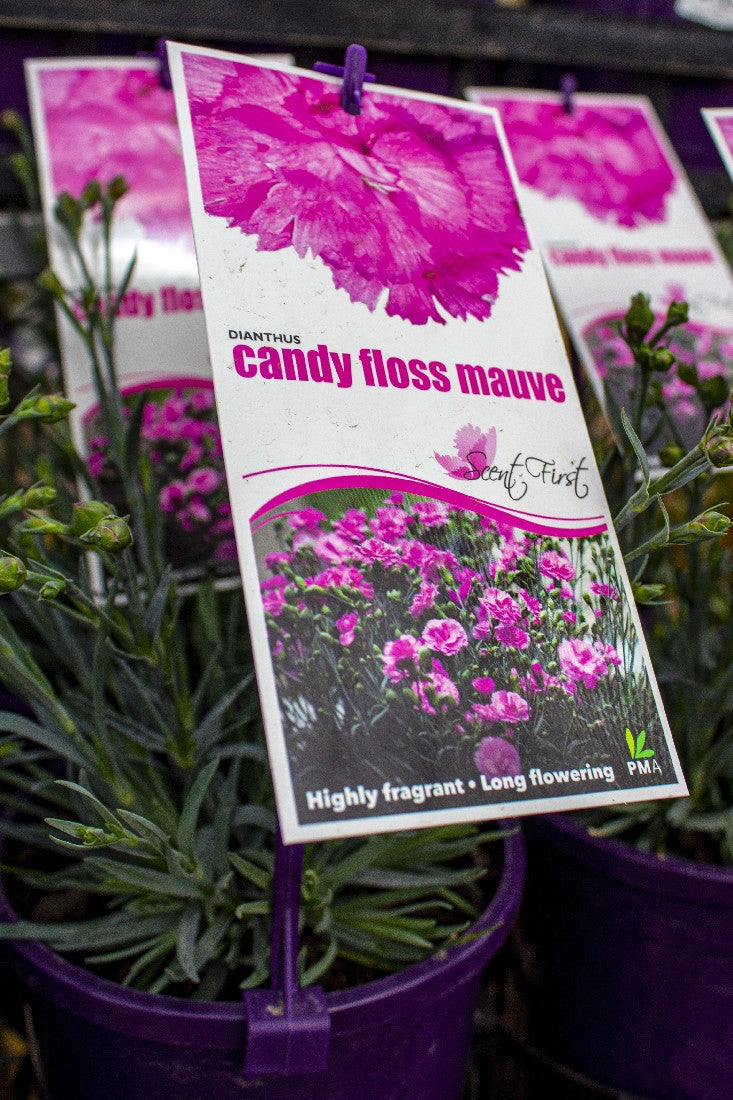 DIANTHUS CANDY FLOSS MAUVE 140MM