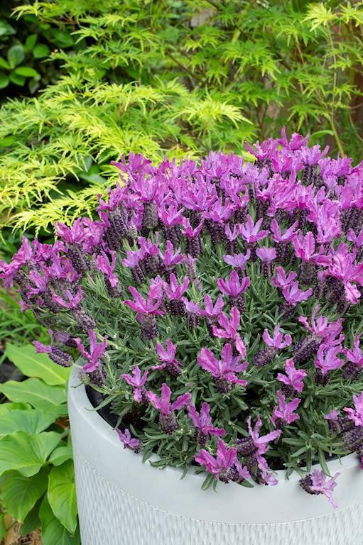 LAVANDULA THE QUEEN LAVENDER 140MM