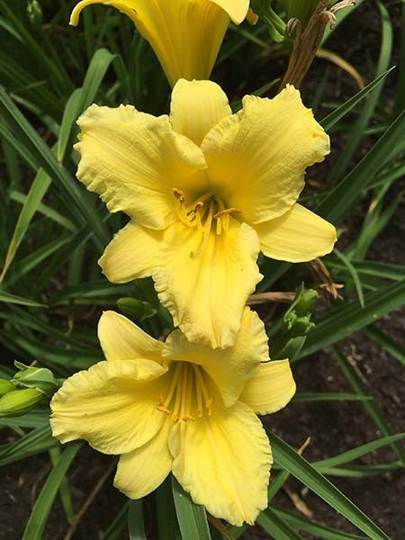 HEMEROCALLIS STELLA CITRON 140MM