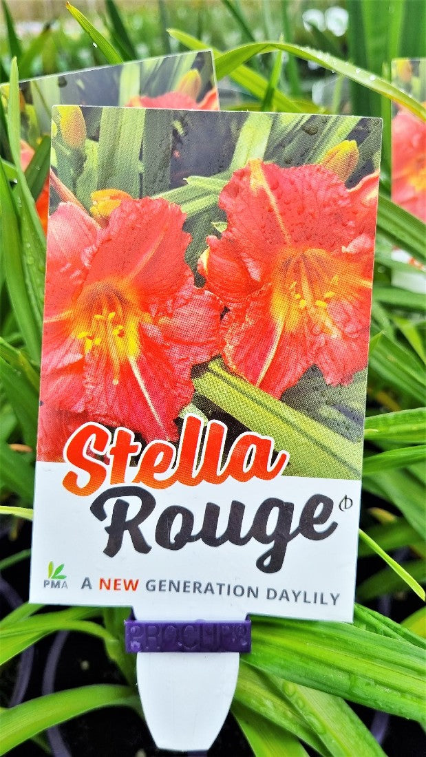 HEMEROCALLIS STELLA ROUGE 140MM