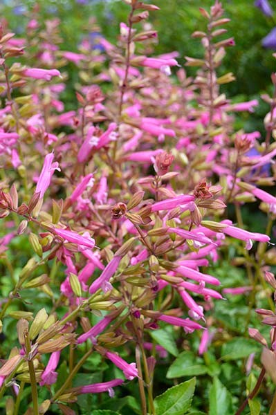 SALVIA KISSES AND WISHES 140MM