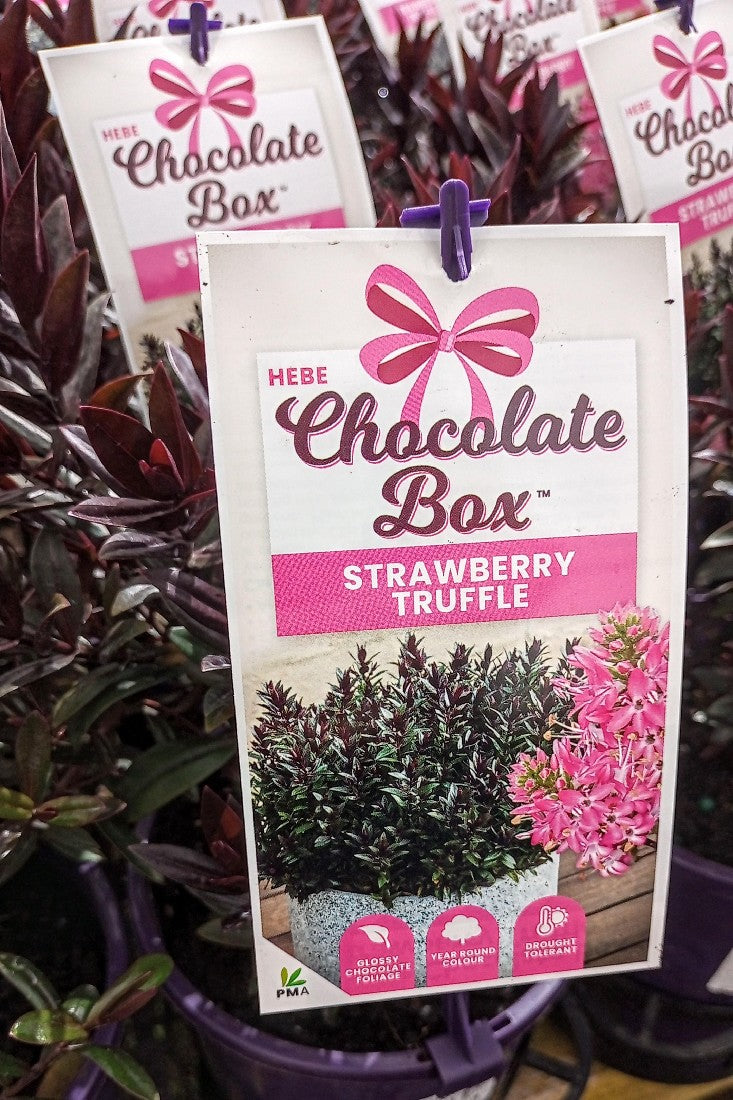 HEBE CHOCOLATE BOX STRAWBERRY TRUFFLE 140MM