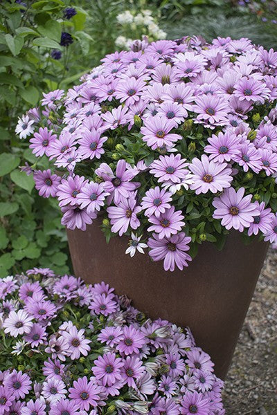 OSTEOSPERMUM DAISY CHAIN PINK 140MM