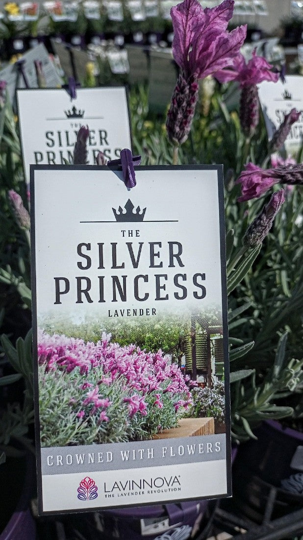 LAVANDULA THE SILVER PRINCESS LAVENDER 140MM