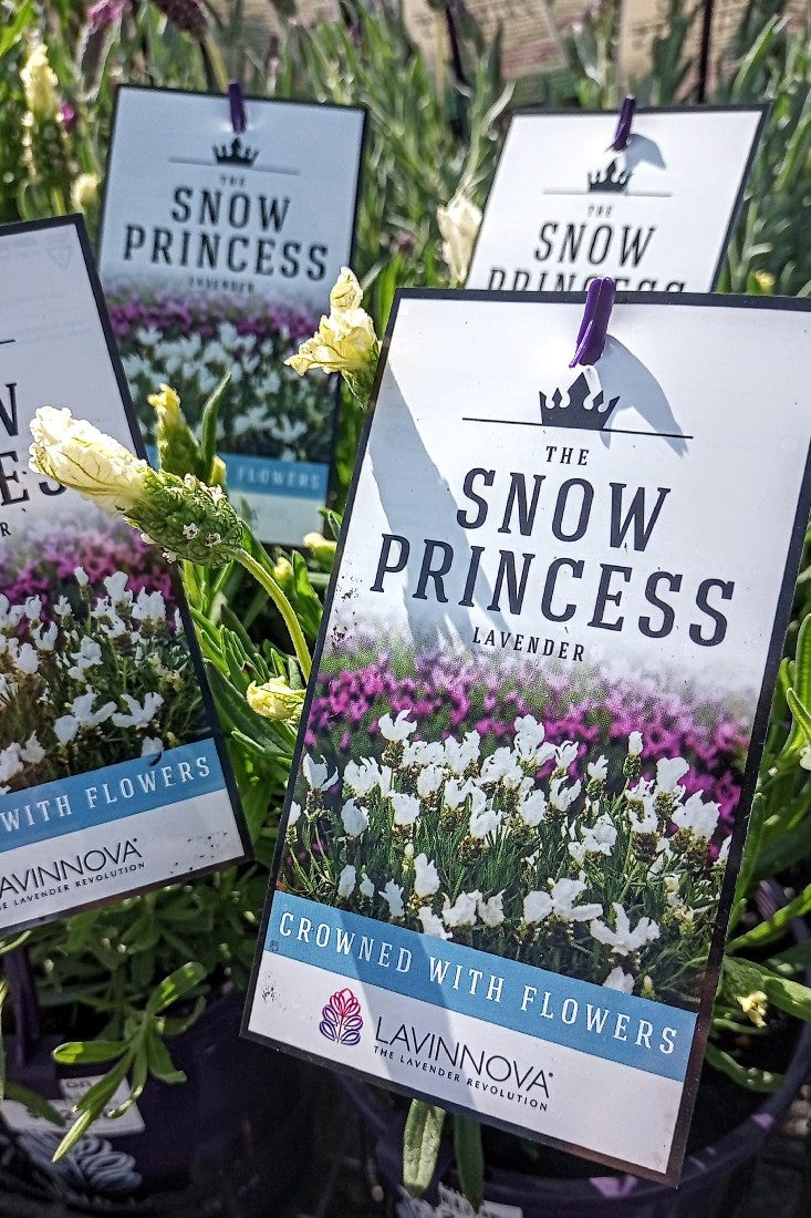 LAVANDULA THE SNOW PRINCESS LAVENDER 140MM