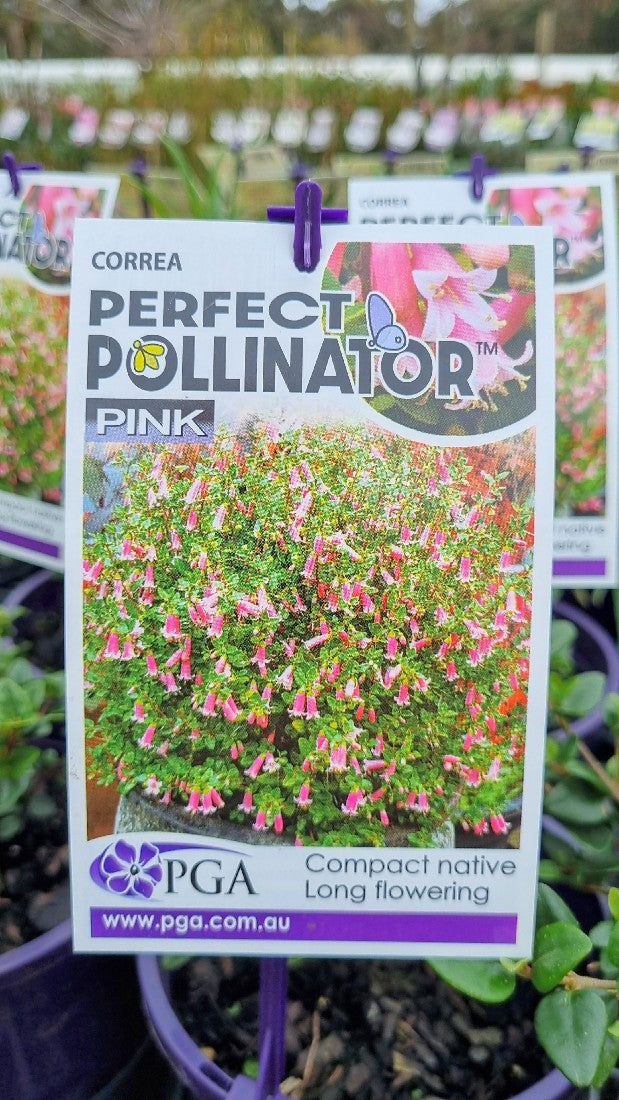 CORREA PINK PERFECT POLLINATOR 140MM