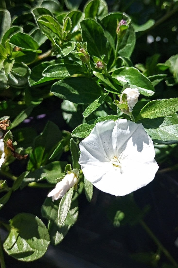 CONVOLVULUS LITTLE ARCTIC MOON 140MM