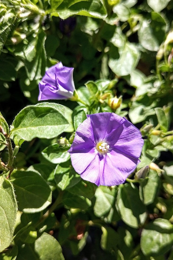 CONVOLVULUS PURPLE MOON 140MM