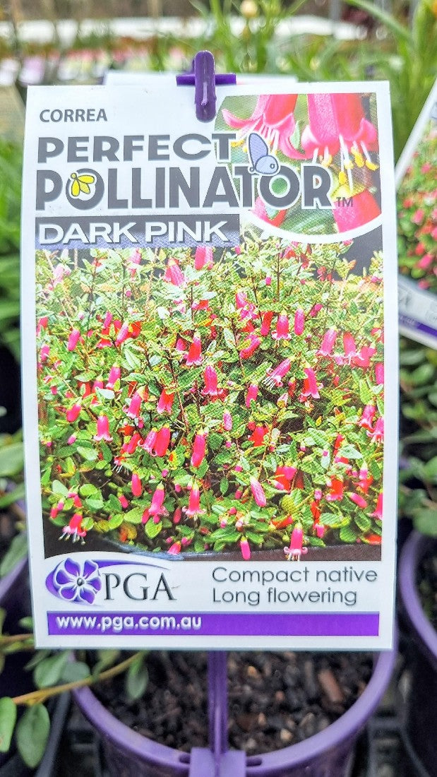 CORREA DARK PINK PERFECT POLLINATOR 140MM