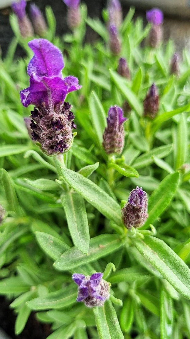 LAVANDULA THE PRINCE LAVENDER 140MM