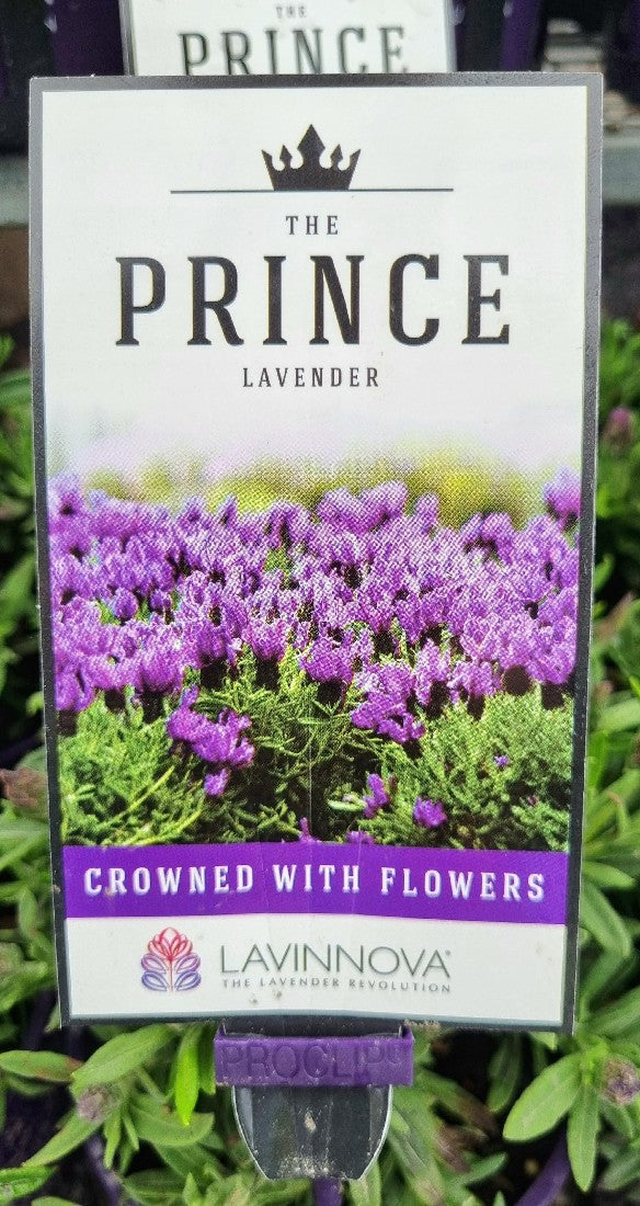 LAVANDULA THE PRINCE LAVENDER 140MM