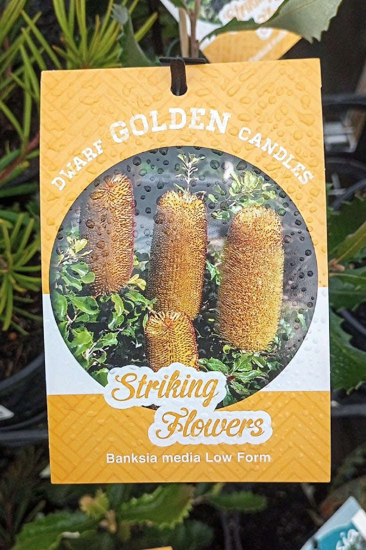 BANKSIA MEDIA LOW GROWING FORM 140MM