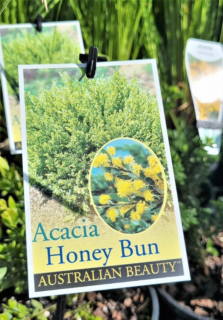 ACACIA HOWITTII HONEY BUN 140MM