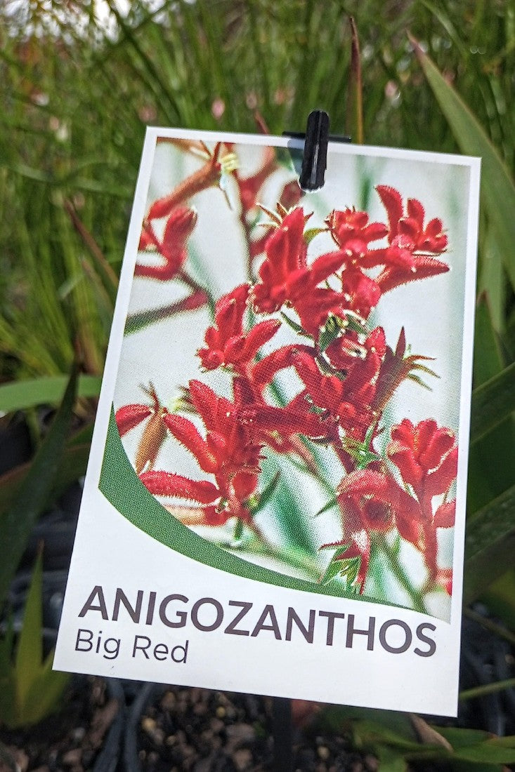 ANIGOZANTHOS FLAVIDUS BIG RED KANGAROO PAW 140MM