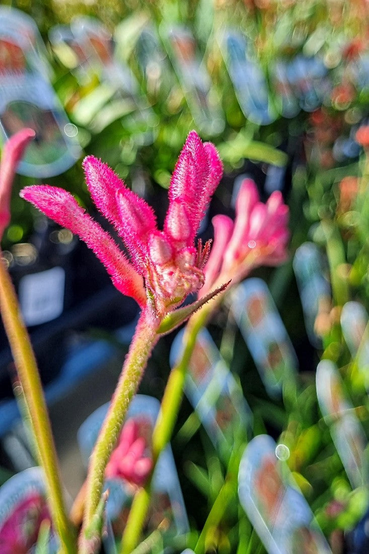 ANIGOZANTHOS BUSH PEARL KANGAROO PAW 140MM
