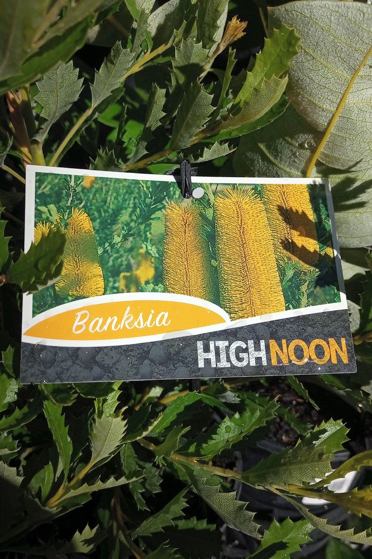 BANKSIA PRAEMORSA 'HIGH NOON' 140MM