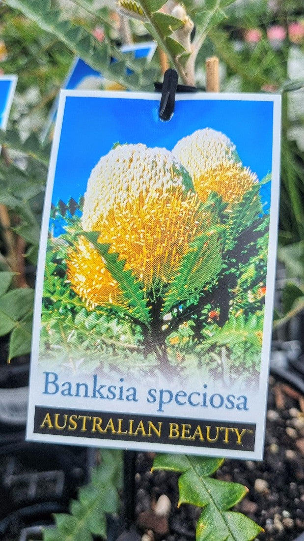 BANKSIA SPECIOSA 140MM