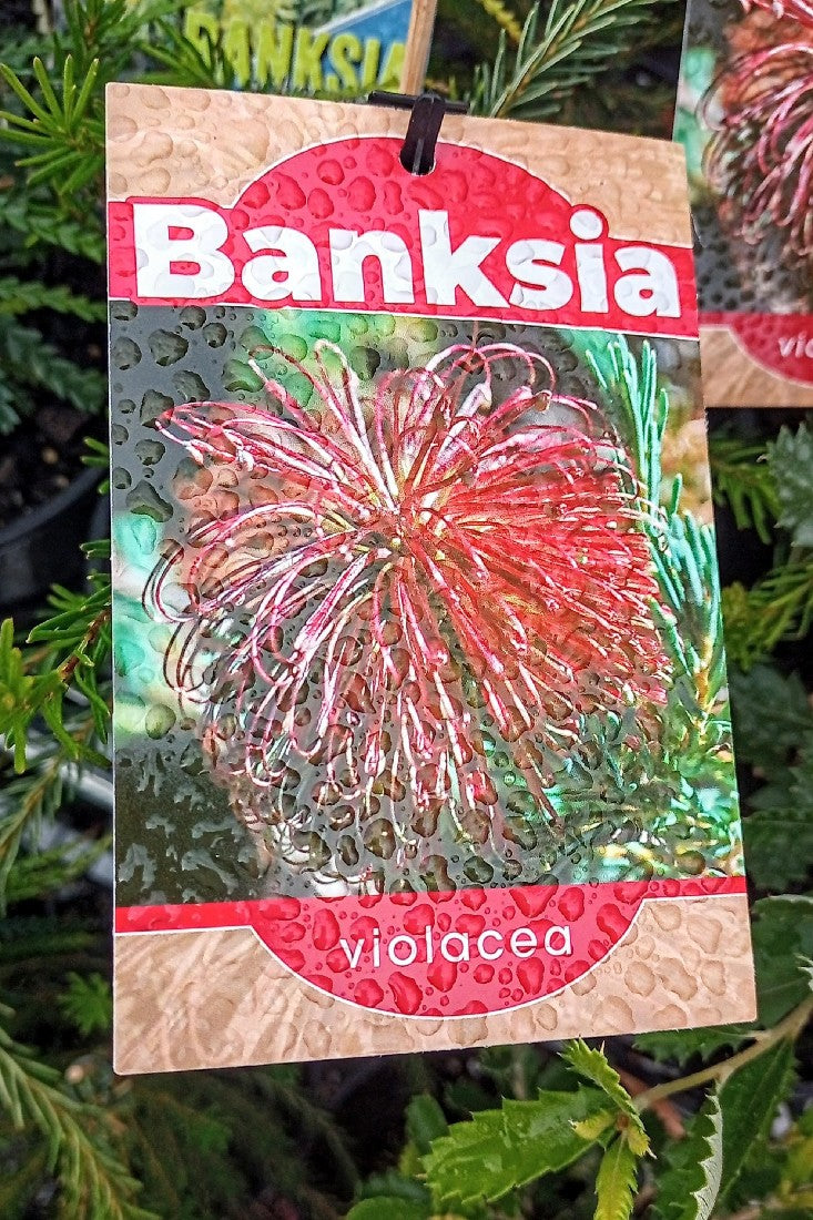 BANKSIA VIOLACEA 140MM